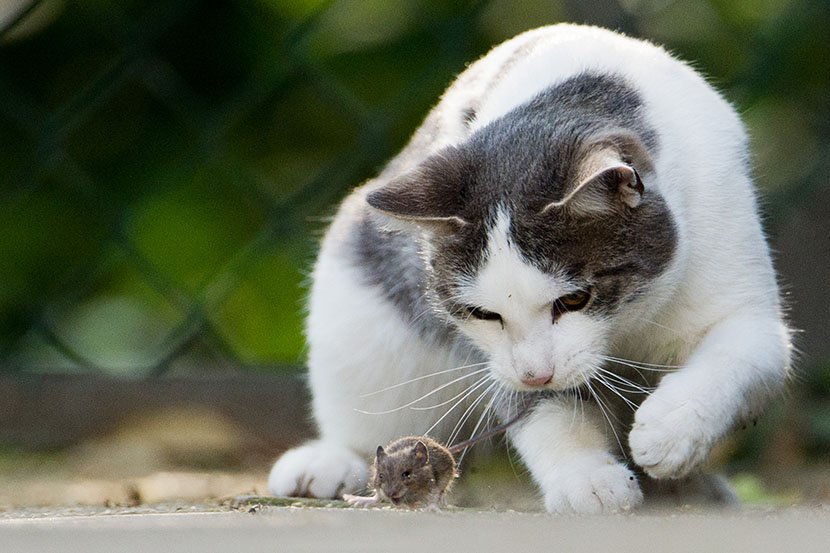 Mačka i miš
