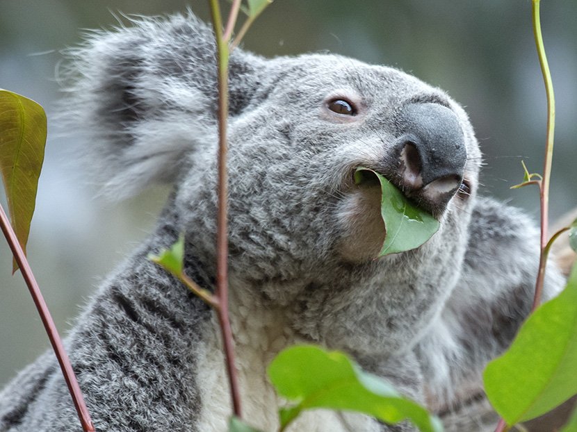 Koala 