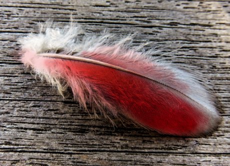 golubovi, ptica, dete, peruška, perje