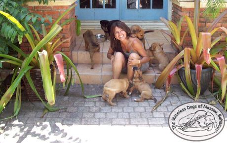 The Voiceless Dogs of Nassau