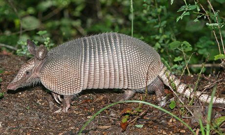 Devetopojasni oklopnik - armadilo
