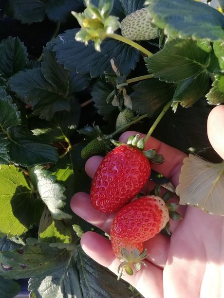 procvetalo u novembru, rodilo