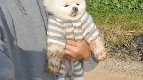 Pomeranac posle igre