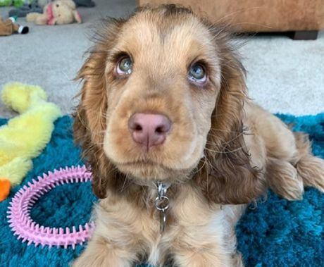 Nori, štene, koker španijel