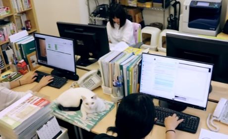 mačke u japanskoj IT firmi