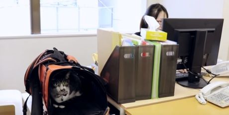 mačke u japanskoj IT firmi