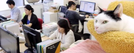 mačke u japanskoj IT firmi