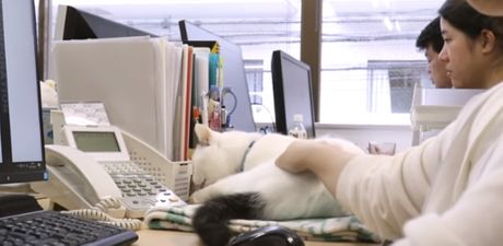 mačke u japanskoj IT firmi