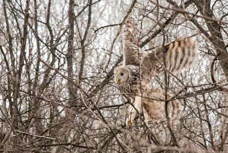 Retka uralska sova, 19 ptica pevačica
