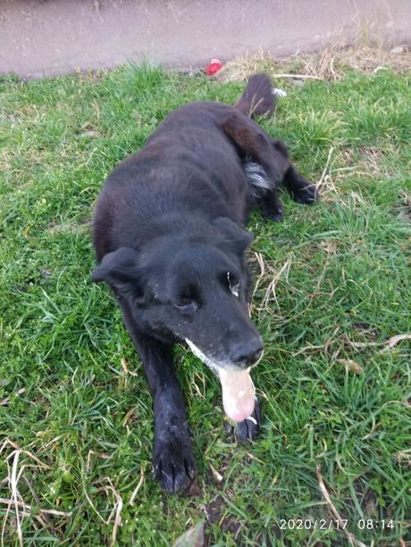 Otrovan pas u Grockoj, Grocka