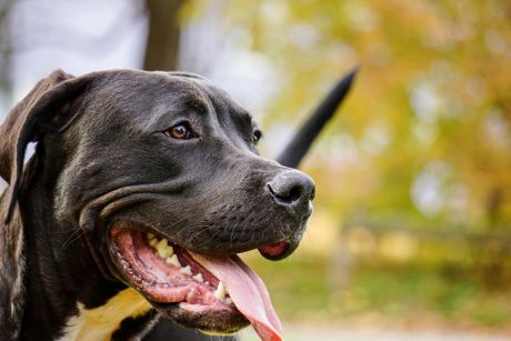 Pitbul, pit bul, pas