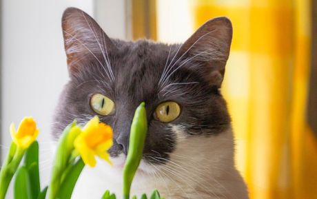 maca stoji iza vaze sa cvećem