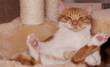 žuto-bela maca sa belim šapicama