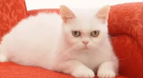 američka oštrodlaka mačka