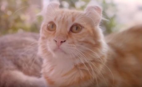 američka kovrdžava mačka