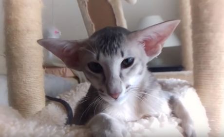 peterbald