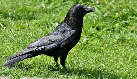 Vrana, crow