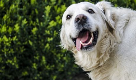 nasmejani zlatni retriver