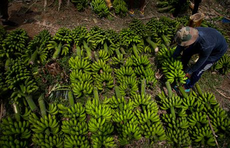 Plantaža banana, Indija, maske, koronavirus, banane
