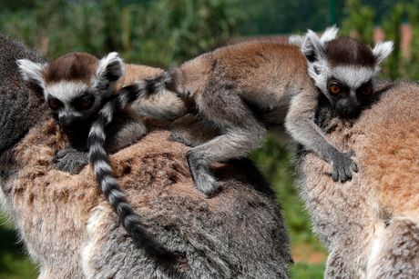 Lemur, lemuri