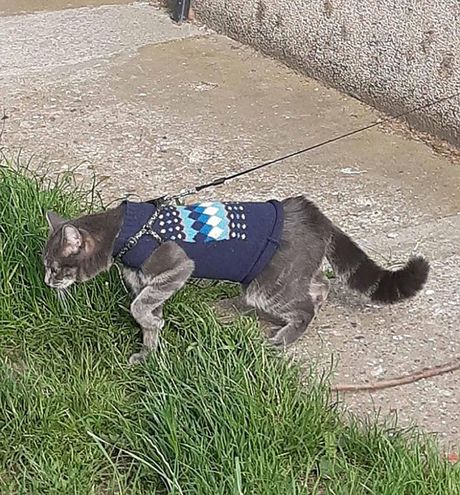 Macka u setnji, policijski cas