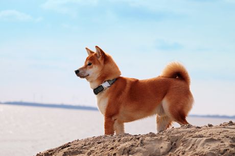 Pas, shiba inu