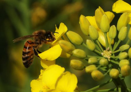 NOVI SAD PČELE REPICA KOŠNICE