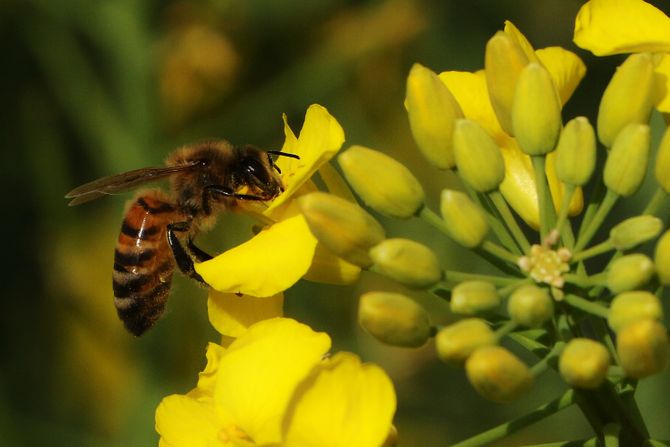 NOVI SAD PČELE REPICA KOŠNICE