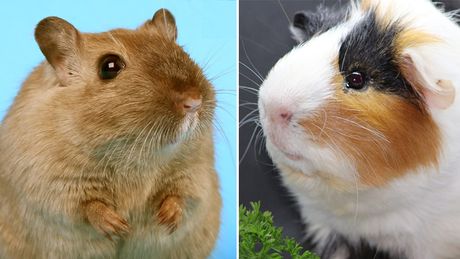 Hrčak, morsko prase