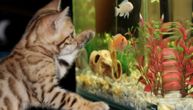 Napravite kutak kojem će svi da se dive: Pet idealnih mesta za akvarijum u vašem domu