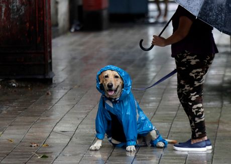Pas, kabanica, kiša, ulica, čovek, kišobran, vreme