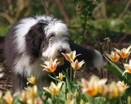 Pas, Bearded Collie, bradati koli