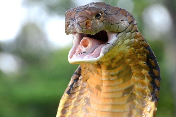 kraljevska kobra king cobra