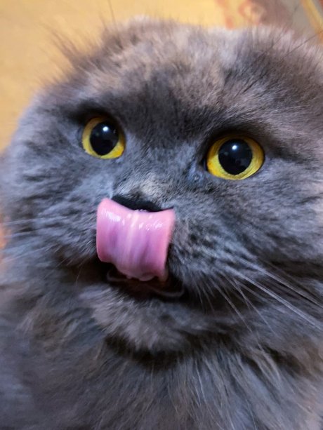 Mikis, mačka, mačke