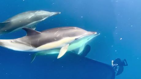 Delfini, Španija, policija