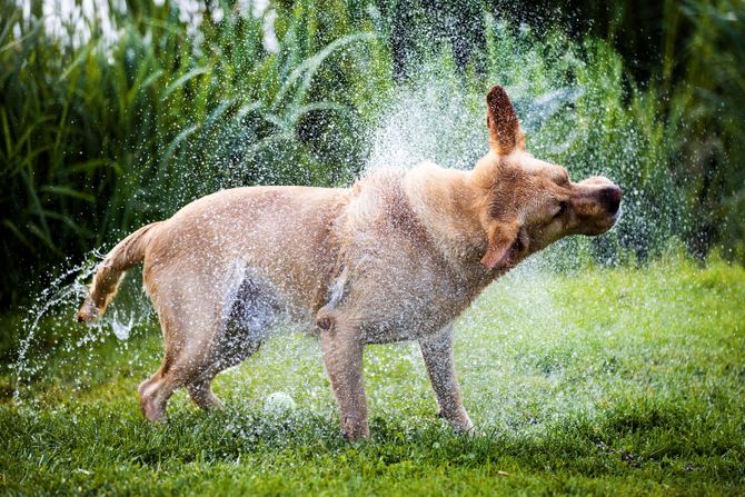 Pas, voda, rashlađivanje, vrućina