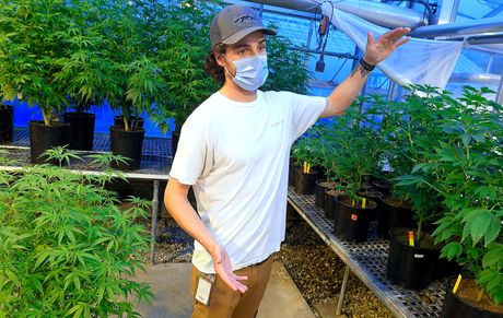 Cannabis, kanabis, marihuana