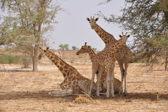 Žirafe u Nigeru