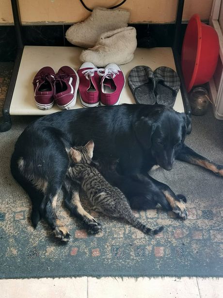 Sekica Tošić iz aleksinačkog sela Dobrujevac, Aleksinac, kučka Azra  usvojila mačiće