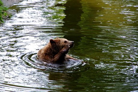Medvedi plivaju kupaju se