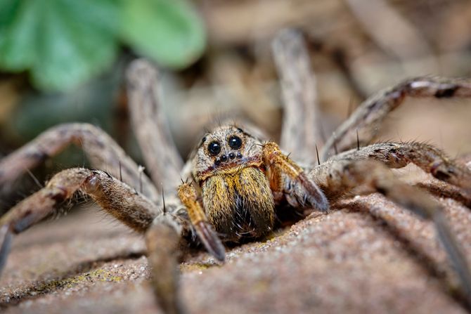 Vuk pauk, evropska tarantula Vuk pauk, evropska tarantula