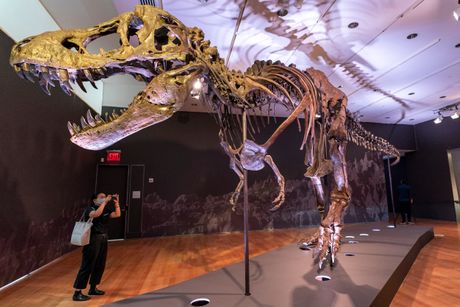 T Rex Auction