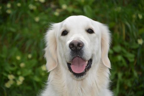 Zlatni retriver, pas, kuče
