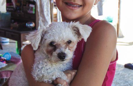 Pas, pudla, patuljasta pudla