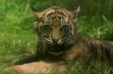 Sumatranski tigar