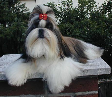 Shih Tzu, ši cu