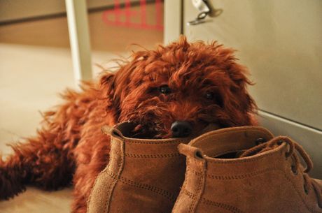 pas psi kuca kućni ljubimac