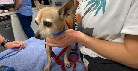 Čivava nestala pre 6 godina