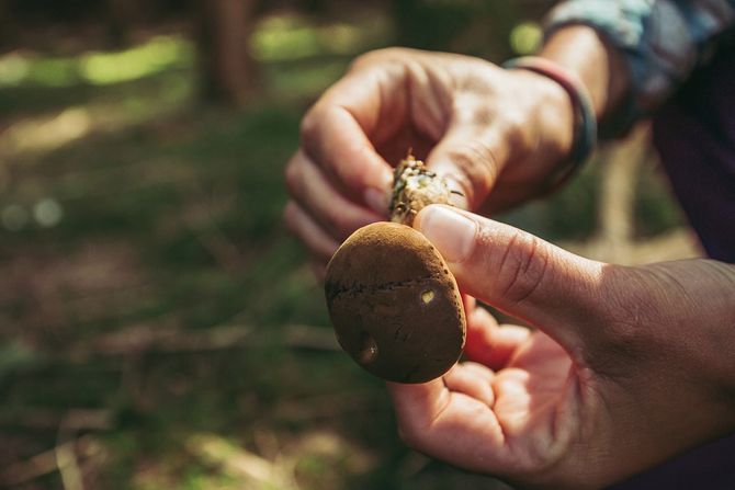 zena bere pecurke, woman picks mushrooms