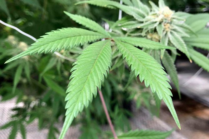 Medicinska marihuana, SAD, Medical Marijuana New Mexico